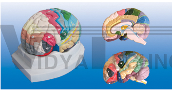 The model of brain mantle district